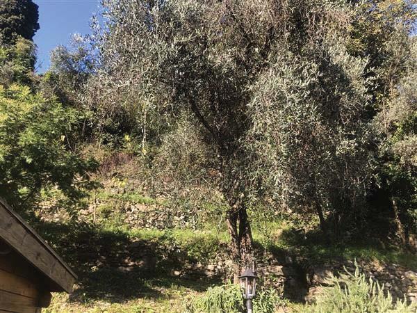 immobile terreno all'asta in 16035 Sant'Andrea di Foggia GE, Italia - 16035 Rapallo (GE) - 1