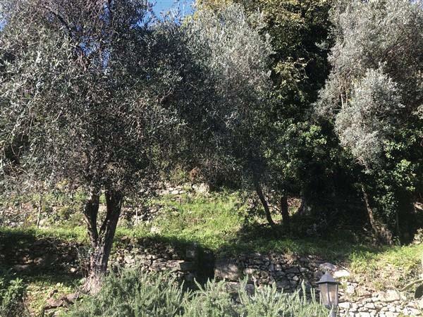 immobile terreno all'asta in 16035 Sant'Andrea di Foggia GE, Italia - 16035 Rapallo (GE) - 2