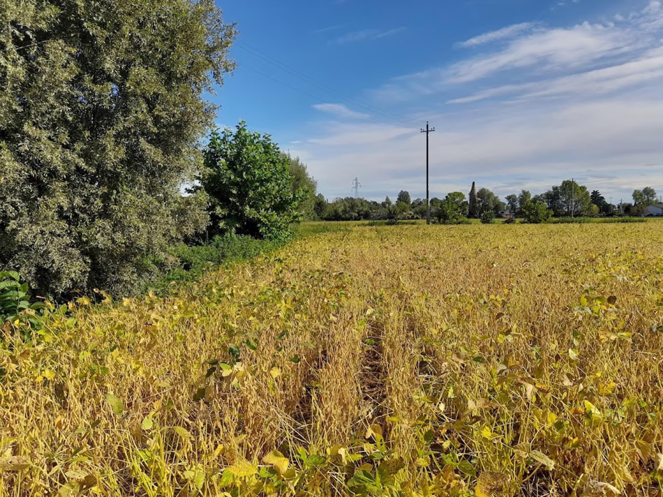 immobile terreno all'asta in Fossalta di Portogruaro - 30025 Fossalta di Portogruaro (VE) - 1