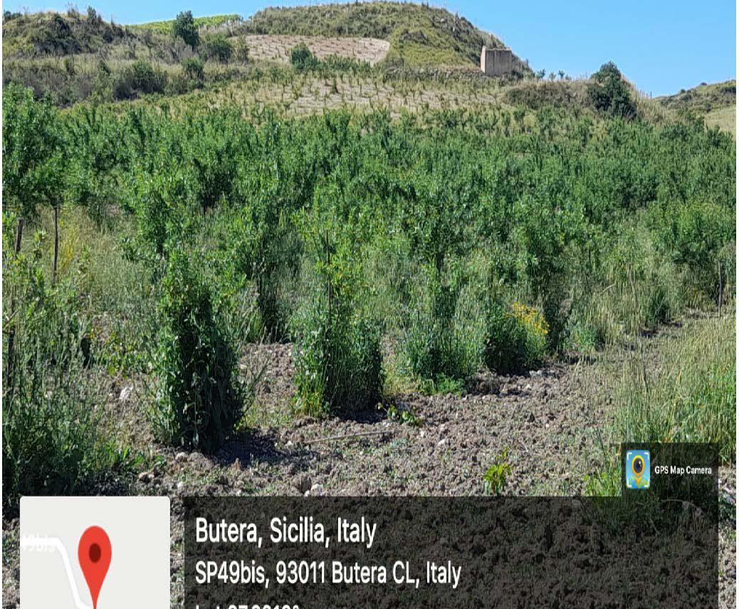 immobile terreno all'asta in contrada Inviata - 93011 Butera (CL) - 2