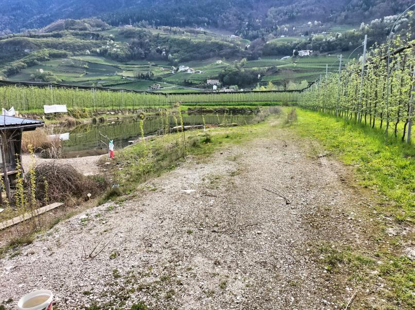 immobile terreno all'asta in Via zona torbiere snc - 39040 Salorno (BZ) - 1