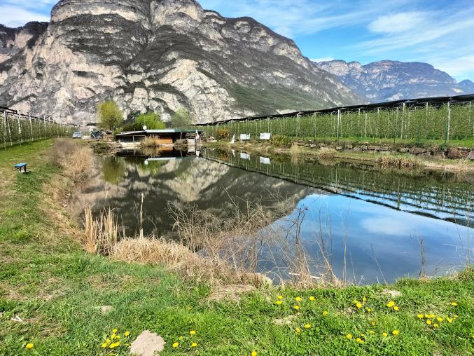 immobile terreno all'asta in Via zona torbiere snc - 39040 Salorno (BZ) - 2