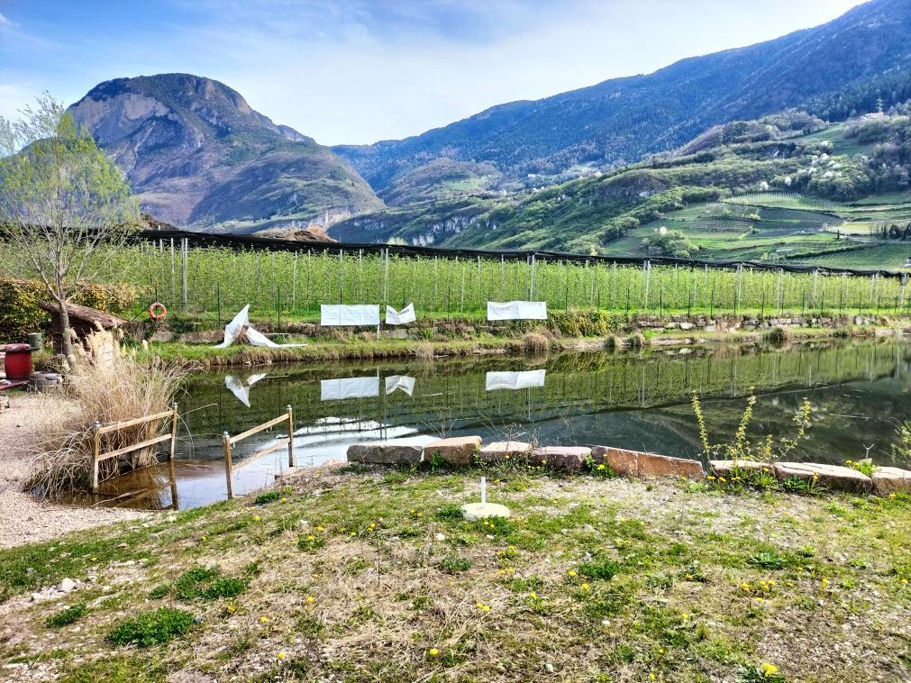 immobile terreno all'asta in Via zona torbiere snc - 39040 Salorno (BZ) - 3