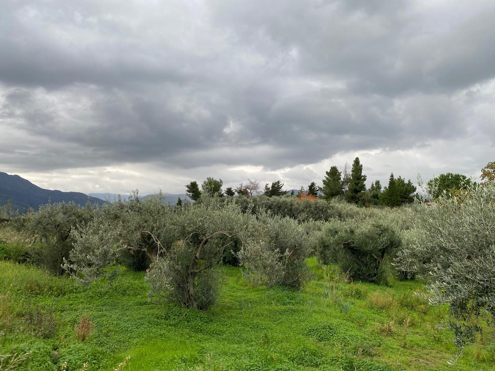 immobile terreno all'asta in Contrada Colle di Furnari Snc - 98054 Furnari (ME) - 3