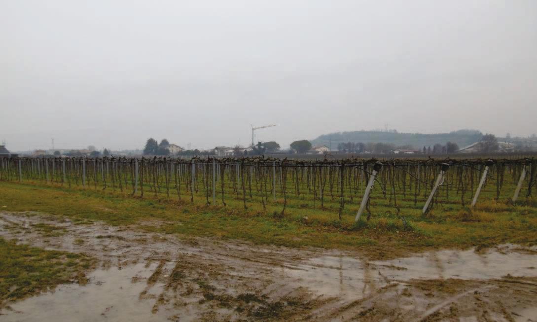 immobile terreno all'asta in via Pigno - 37026 Pescantina (VR) - 2