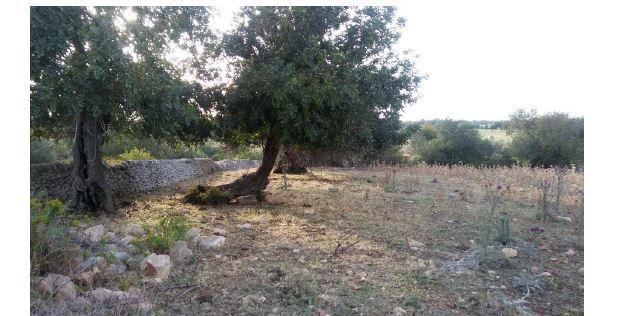 immobile terreno all'asta in Contrada Aurnia Brizza sn - 97015 Modica (RG) - 3