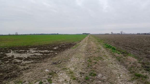 immobile terreno all'asta in Località Ronchi - 37064 Povegliano Veronese (VR) - 3