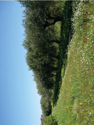 immobile terreno all'asta in contrada Titirò - Lentini (SR) - 1