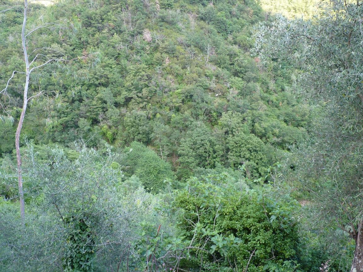 immobile terreno all'asta in Frazione Montalto Ligure, loc Binelle snc - 18010 Montalto Carpasio (IM) - 1
