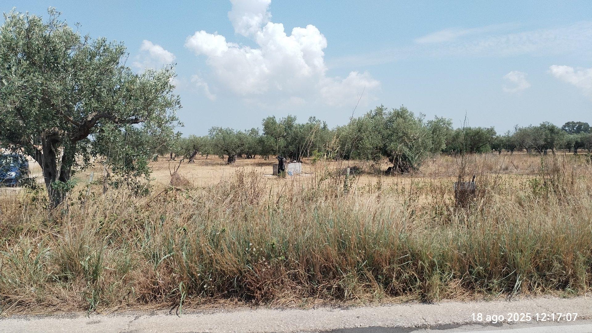 immobile terreno all'asta in contrada Latomie - 91022 Castelvetrano (TP) - 1