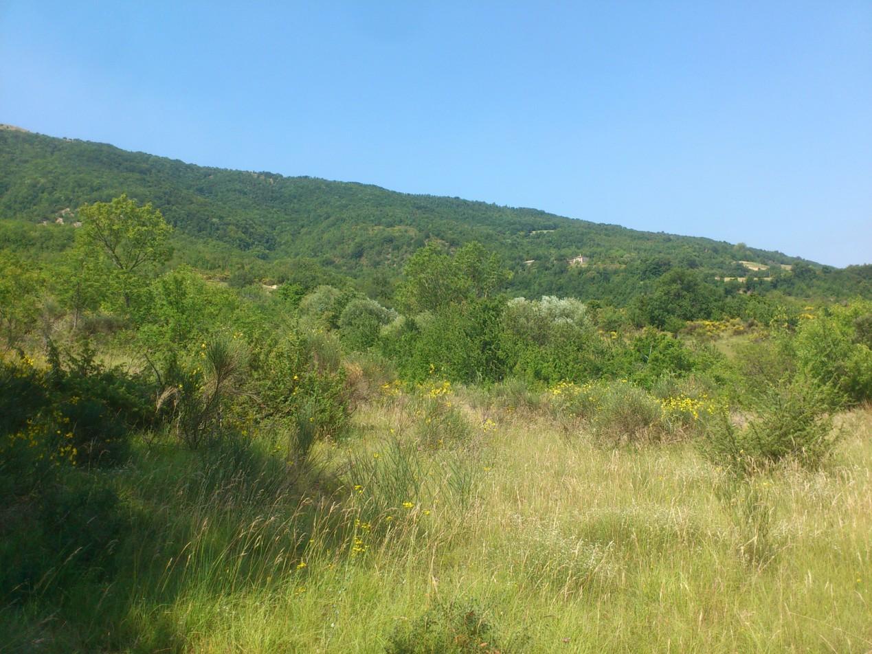 immobile terreno all'asta in Comune di Fiastra Monte Coglia - 62035 Fiastra (MC) - 5