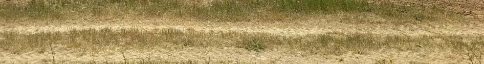 immobile terreno all'asta in Contrada Farneto - - 87042 Altomonte (CS) - 2
