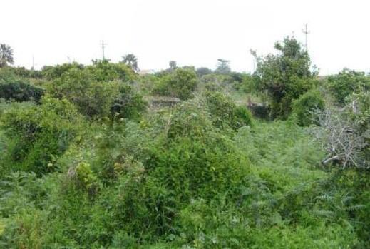 immobile terreno all'asta in strada Provinciale n 2 per Riposto - 95127 Acireale (CT) - 2