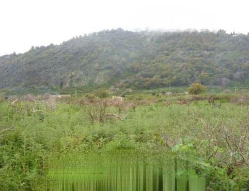 immobile terreno all'asta in strada Provinciale n 2 per Riposto - 95127 Acireale (CT) - 4