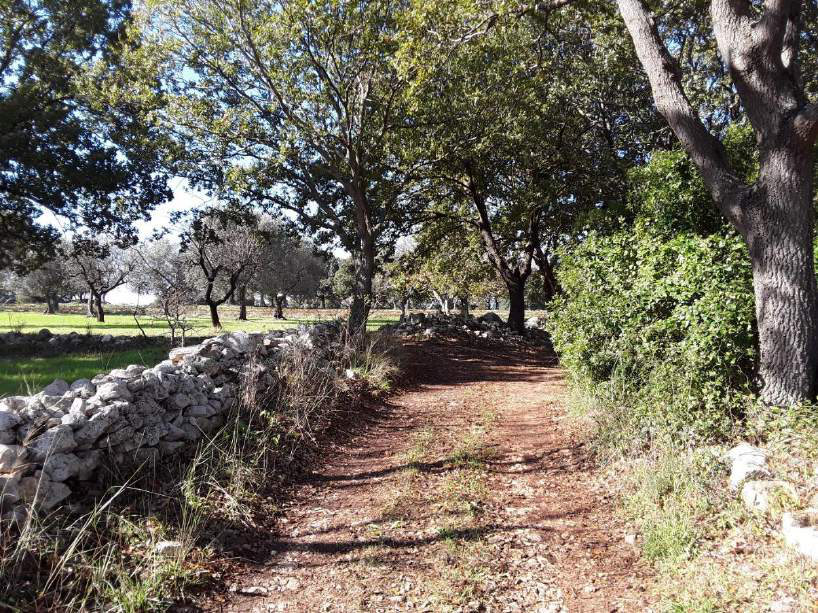 immobile terreno all'asta in - 70043 Monopoli (BA) - 3