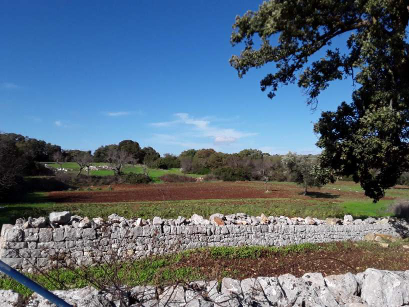 immobile terreno all'asta in - 70043 Monopoli (BA) - 5