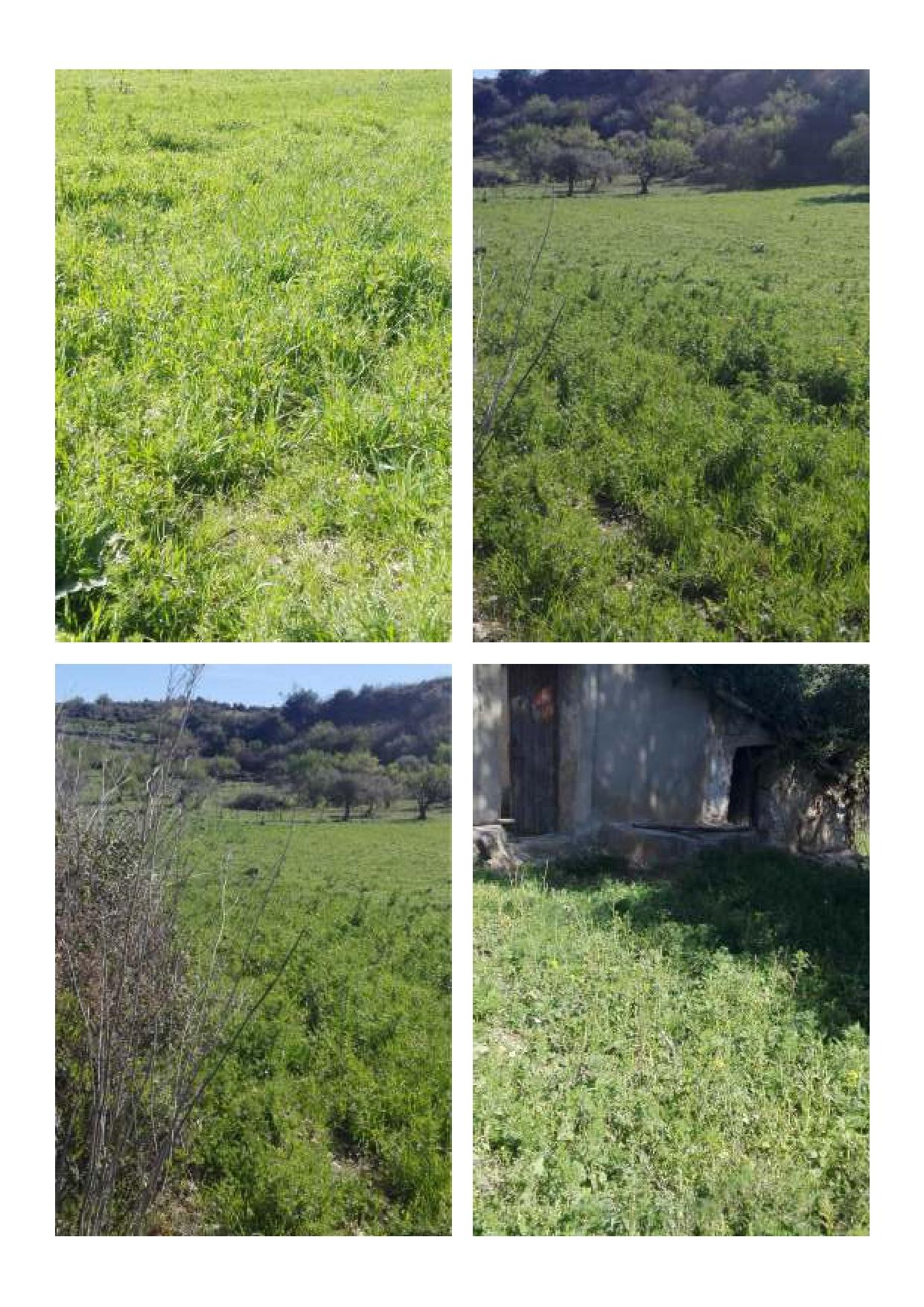 immobile terreno all'asta in cda Valentino Poggio Spiga e cda Valentino Camuti - 95044 Mineo (CT) - 3