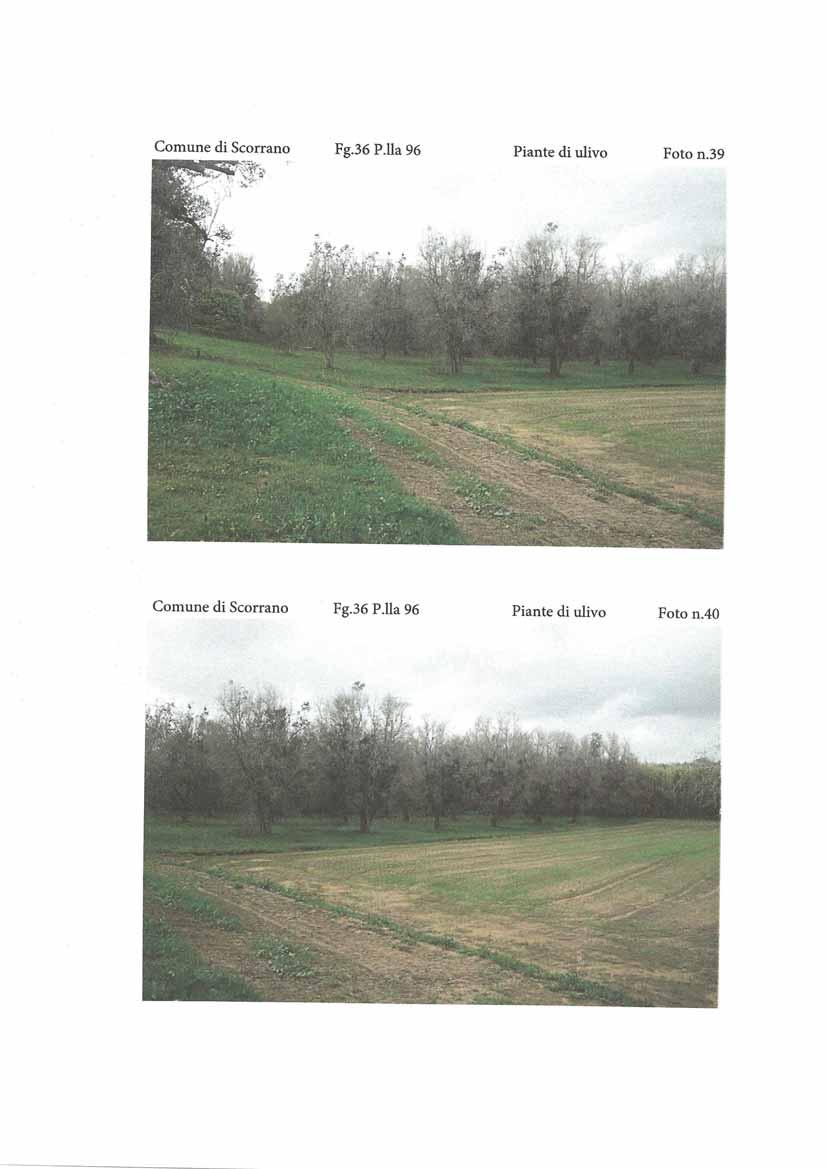 immobile terreno all'asta in SP 308 Scorrano (LE) - 3