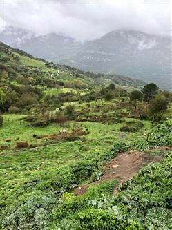 immobile terreno all'asta in Contrada Giumentaro - 98072 Caronia (ME) - 3
