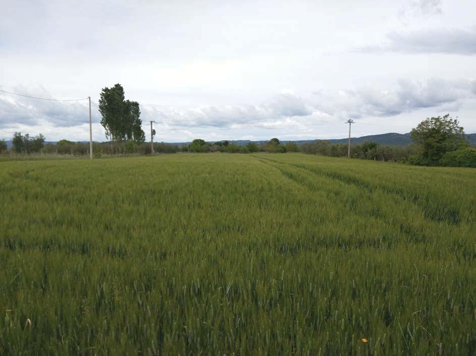 immobile terreno all'asta in Localita' Cornos snc - 01010 Marta (VT) - 1