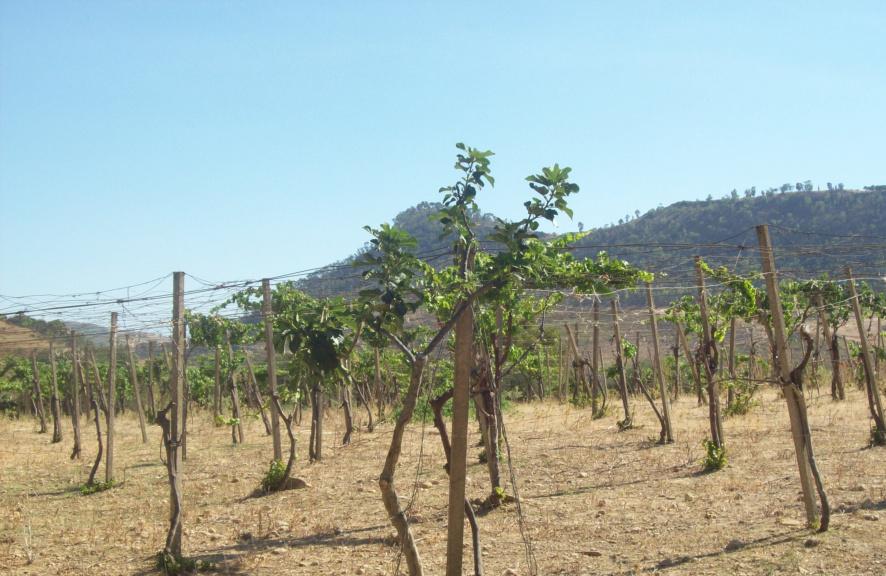 immobile terreno all'asta in contrada Ficari Soprano e Ficari Cuticchi - 93013 Mazzarino (CL) - 2
