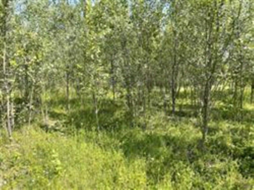 immobile terreno all'asta in via XXV Aprile snc ang.Strada Vicinale della Giardina - 26014 Romanengo (CR) - 3