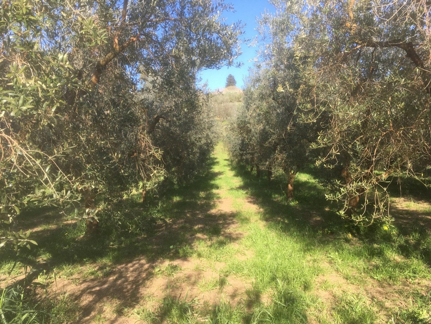 immobile terreno all'asta in Via per Lesina km 1 - 71010 Poggio Imperiale (FG) - 4