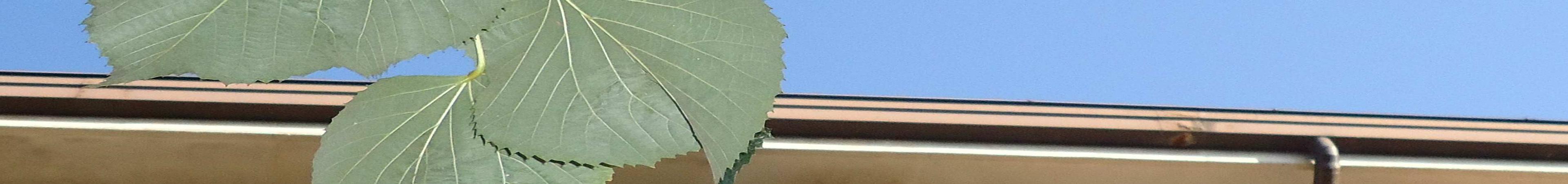 immobile appartamento all'asta in Via Milano 74 - 26813 Graffignana (LO) - 4
