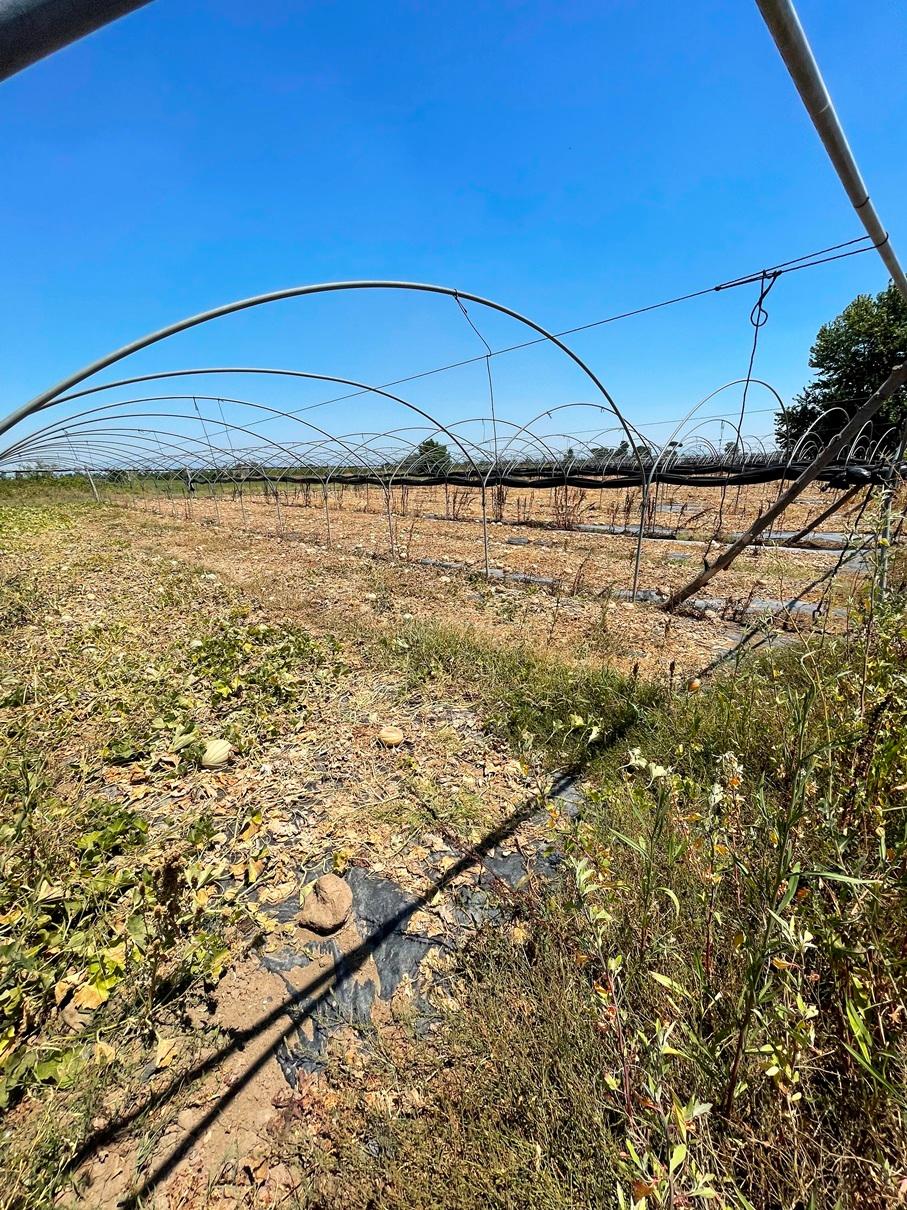 immobile terreno all'asta in LOCALITA' GIGLIONE O SCAFAREA Giugliano in Campania (NA) - 2