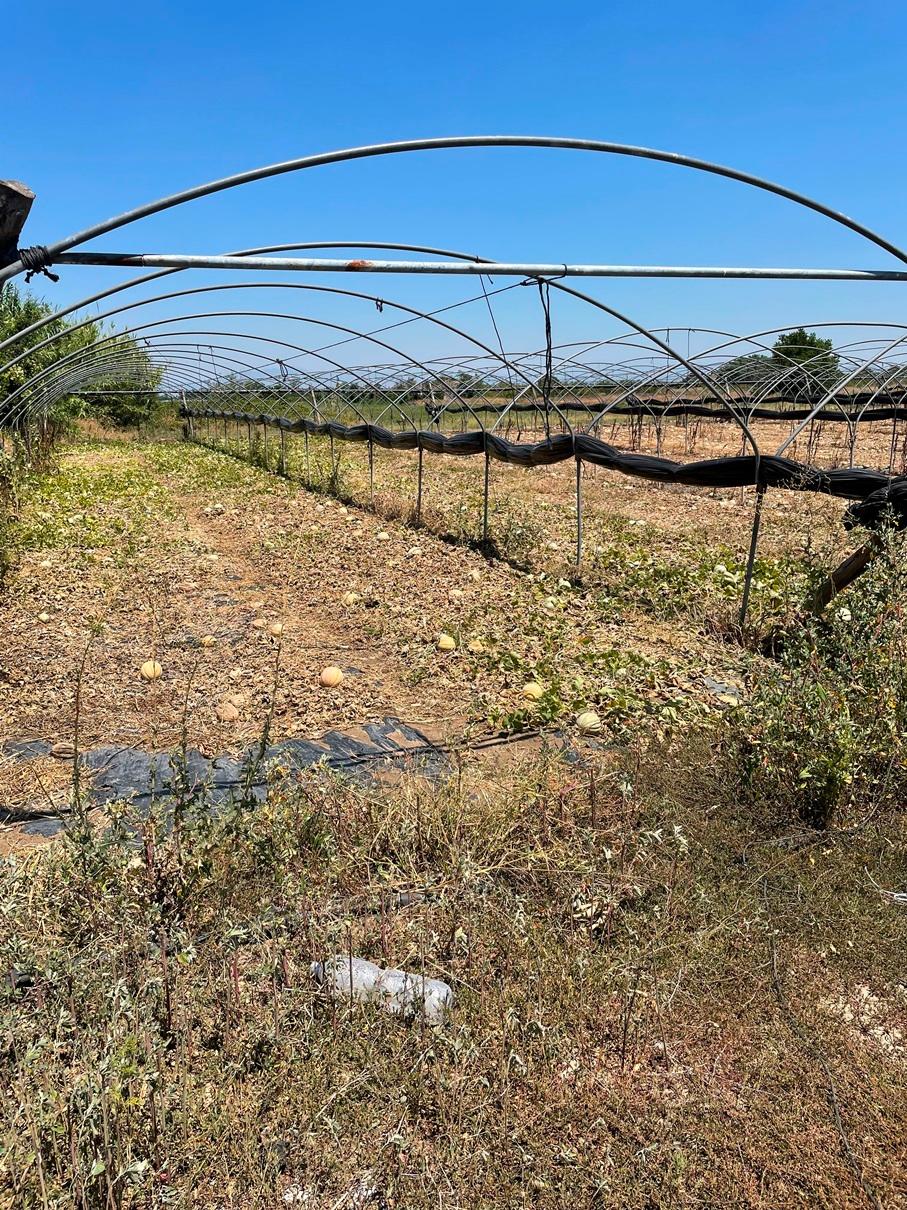 immobile terreno all'asta in LOCALITA' GIGLIONE O SCAFAREA Giugliano in Campania (NA) - 3