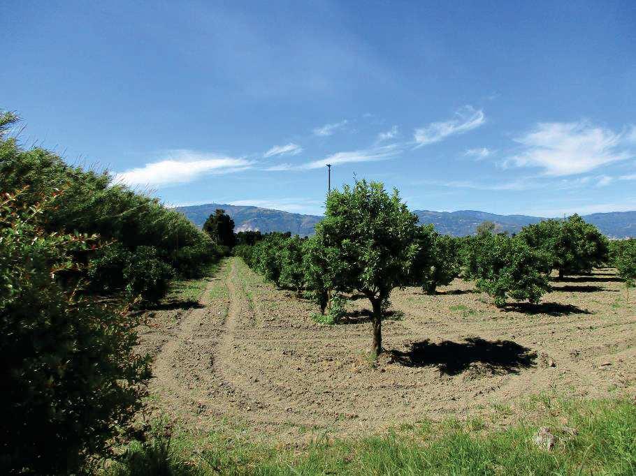 immobile terreno all'asta in Località Trigna - 88046 Lamezia Terme (CZ) - 3