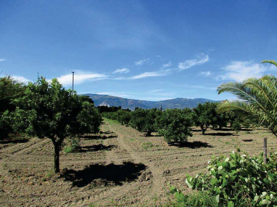 immobile terreno all'asta in Località Trigna - 88046 Lamezia Terme (CZ) - 4