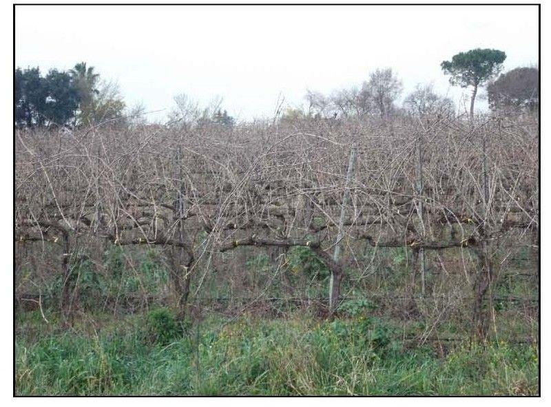 immobile rustico all'asta in Località Presciano, Strada Provinciale Cisterna- Campoleone Lanuvio (RM) - 1