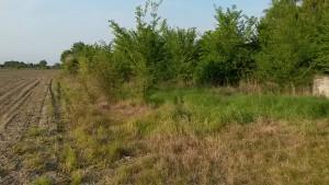 immobile appartamento all'asta in Via Gorizia, 6 - 45010 Ceregnano (RO) - 4