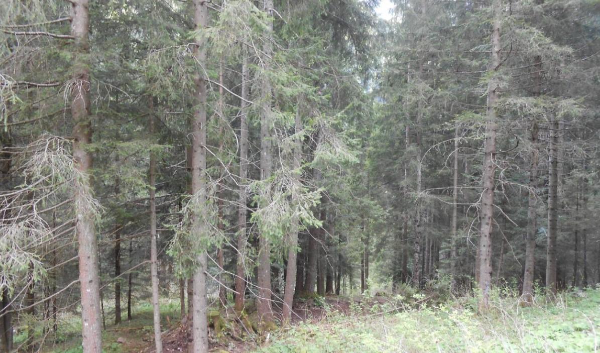 immobile terreno all'asta in LOCALITA' FONDI - 24050 Schilpario (BG) - 1