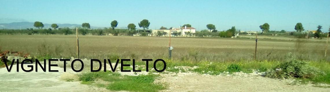 immobile terreno all'asta in contrada Torremazza - 71036 Lucera (FG) - 3