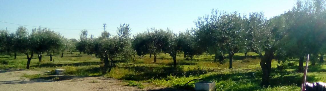 immobile terreno all'asta in contrada Torremazza - 71036 Lucera (FG) - 5