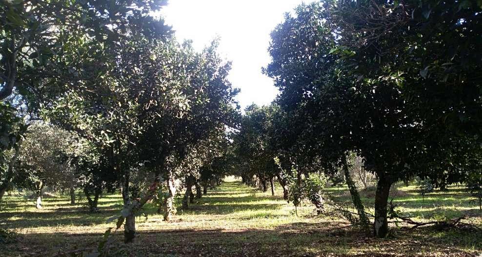 immobile terreno all'asta in - 89029 Taurianova (RC) - 1