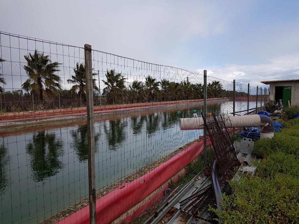 immobile terreno all'asta in Posta Torre - 71047 Stornara (FG) - 2