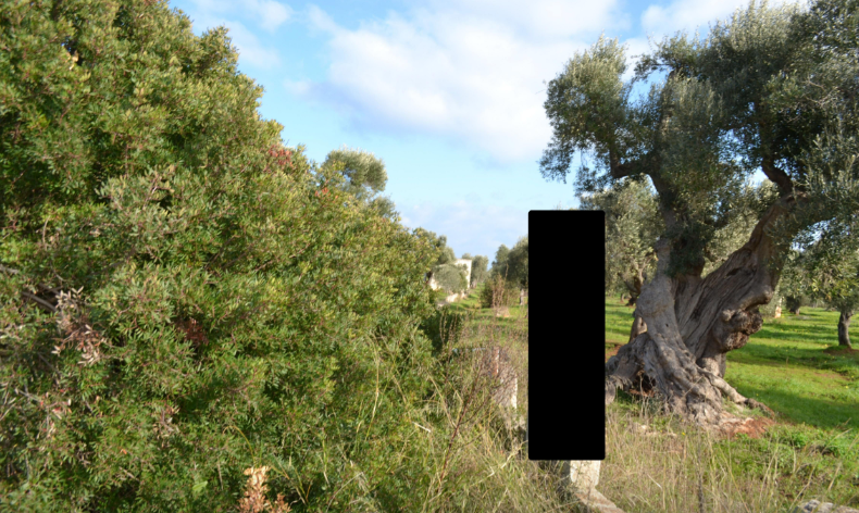 immobile terreno all'asta in Contrada Gravina, Rosa Marina sn - 72017 Ostuni (BR) - 1
