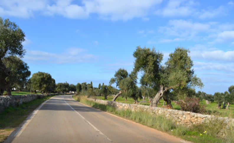 immobile terreno all'asta in Contrada Gravina, Rosa Marina sn - 72017 Ostuni (BR) - 2