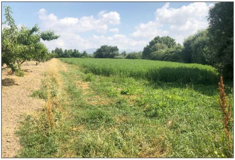 immobile terreno all'asta in località Volta dei Pastori Grazzanise (CE) - 1