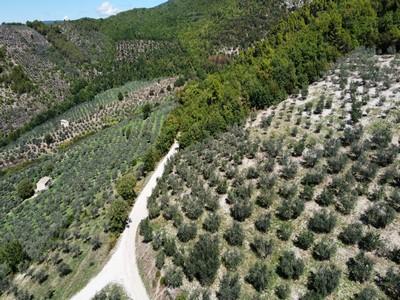 immobile terreno all'asta in Loc Bovara - 06039 Trevi (PG) - 5