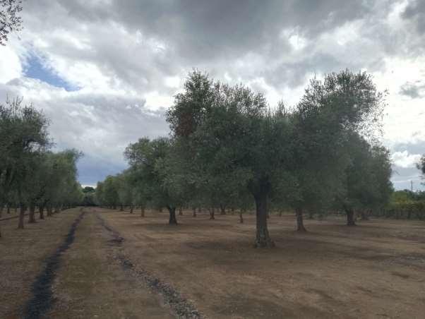 immobile terreno all'asta in Contrada Moreno snc - 72023 Mesagne (BR) - 5