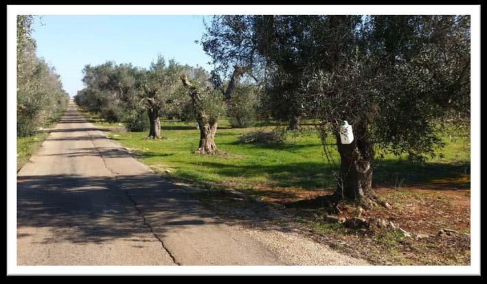 immobile terreno all'asta in Località “Canali” – SP 322 (Strada Provinciale per Collepasso) Casarano (LE) - 1