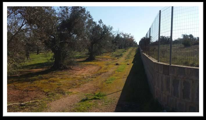 immobile terreno all'asta in Località “Canali” – SP 322 (Strada Provinciale per Collepasso) Casarano (LE) - 3