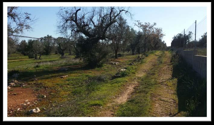 immobile terreno all'asta in Località “Canali” – SP 322 (Strada Provinciale per Collepasso) Casarano (LE) - 5