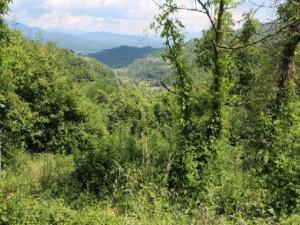 immobile appartamento all'asta in Codolo, località Baraccone, Strada Provinciale SP37 Pontremoli Zeri Sesta Godano - 54029 Zeri (MS) - 3