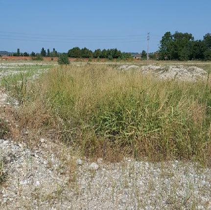 immobile terreno all'asta in SP 8 MEDOLE-SOLFERINO - 46046 Medole (MN) - 1