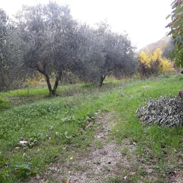 immobile rustico all'asta in C/DA PIETA' Palazzo Adriano (PA) - 5